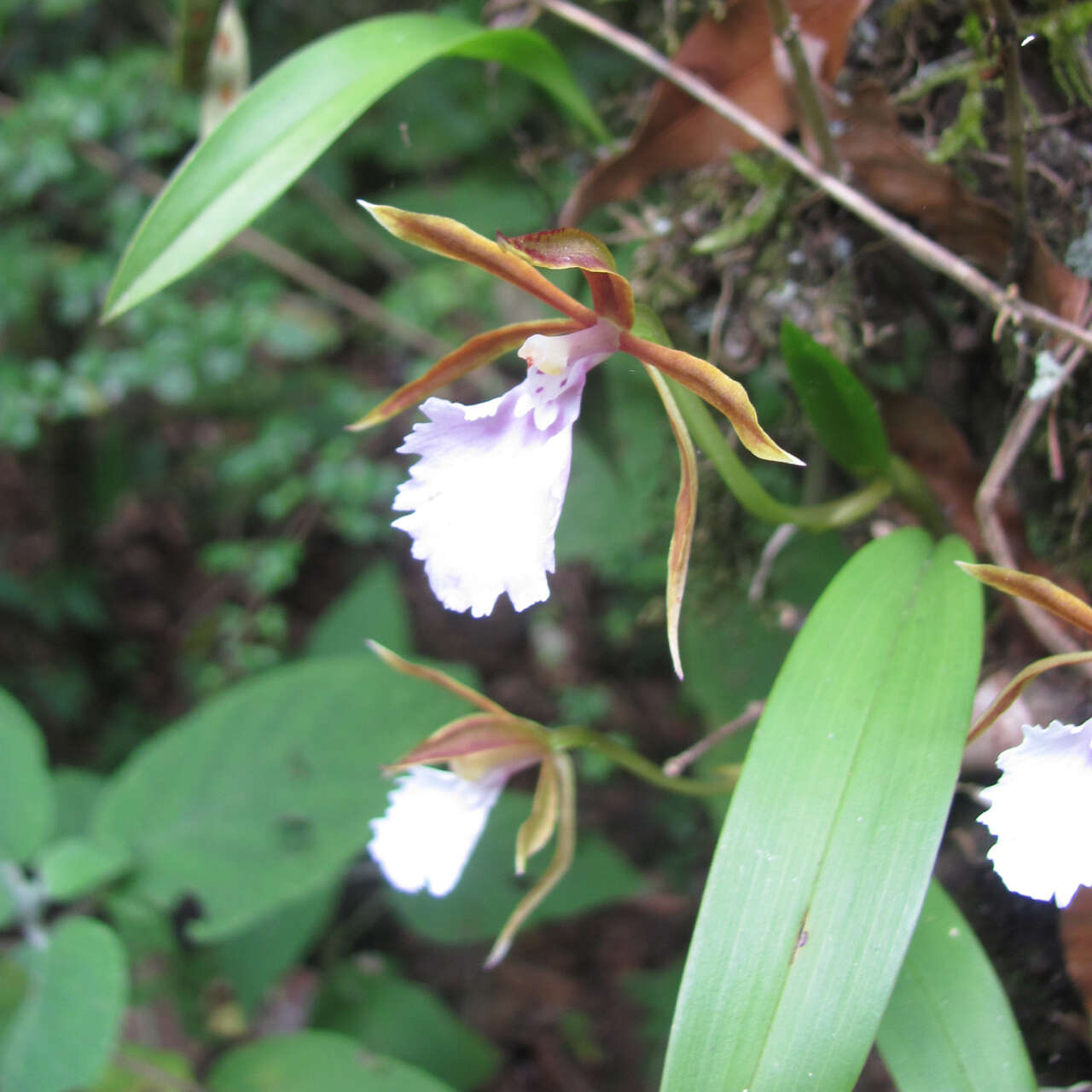 Image of Rhynchostele stellata (Lindl.) Soto Arenas & Salazar