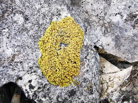 Image of Texas xanthopsorella lichen