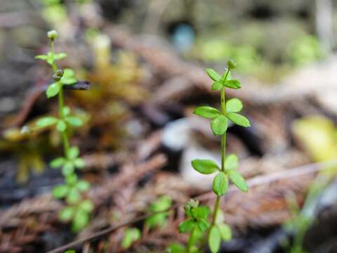 Image of Galium propinquum A. Cunn.