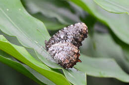 Image of Elymnias nesaea Linnaeus 1758