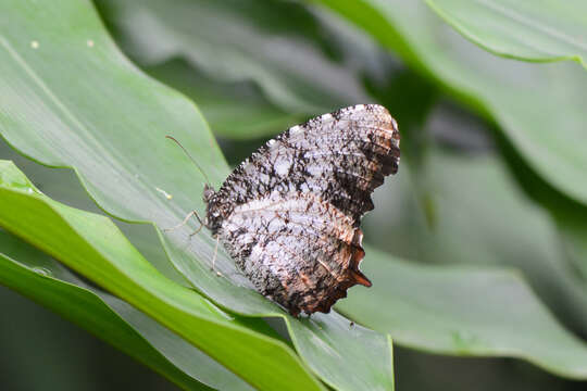 Imagem de Elymnias nesaea Linnaeus 1758