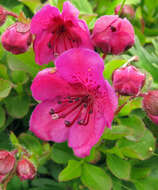 صورة Rhododendron camtschaticum subsp. glandulosum (Standl.) B. Boivin