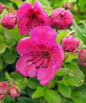 Imagem de Rhododendron camtschaticum subsp. glandulosum (Standl.) B. Boivin