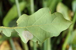 Phyllonorycter quercifoliella (Zeller 1839)的圖片