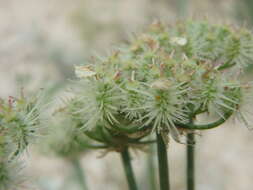 Imagem de Astrodaucus littoralis (Bieb.) Drude