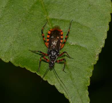 Image of Sphedanolestes cingulatus (Fieber 1864)