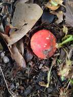 Image of Russula flavisiccans Bills 1989