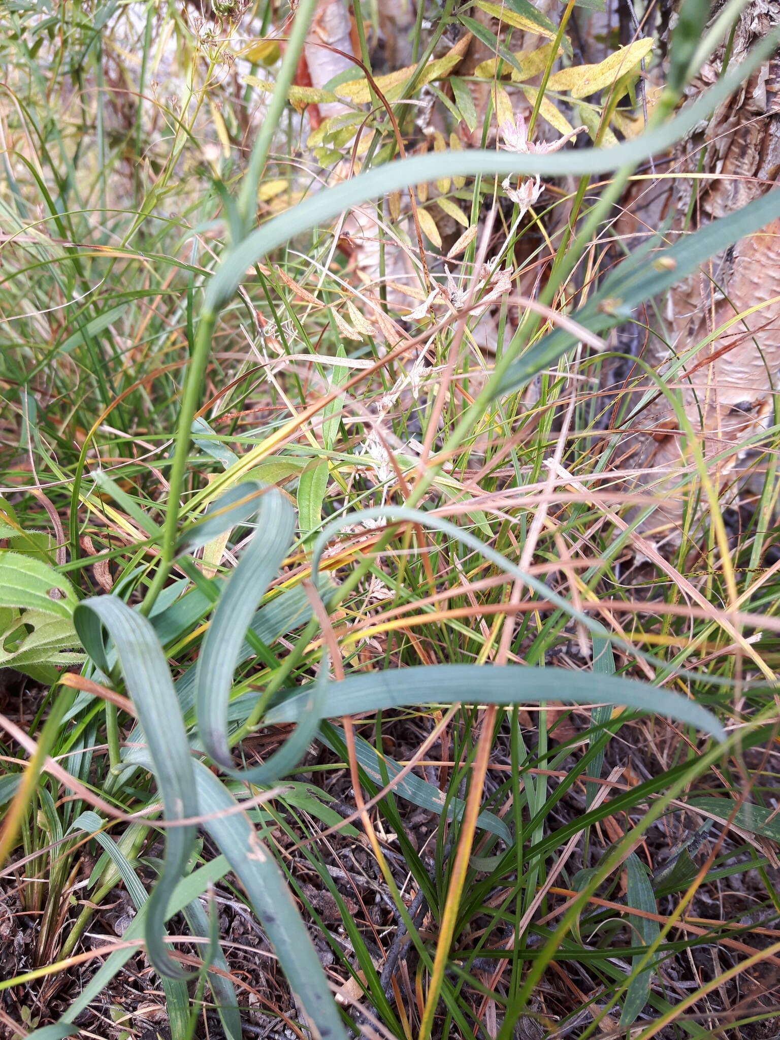 Image of Bupleurum krylovianum Schischk. ex G. V. Krylov