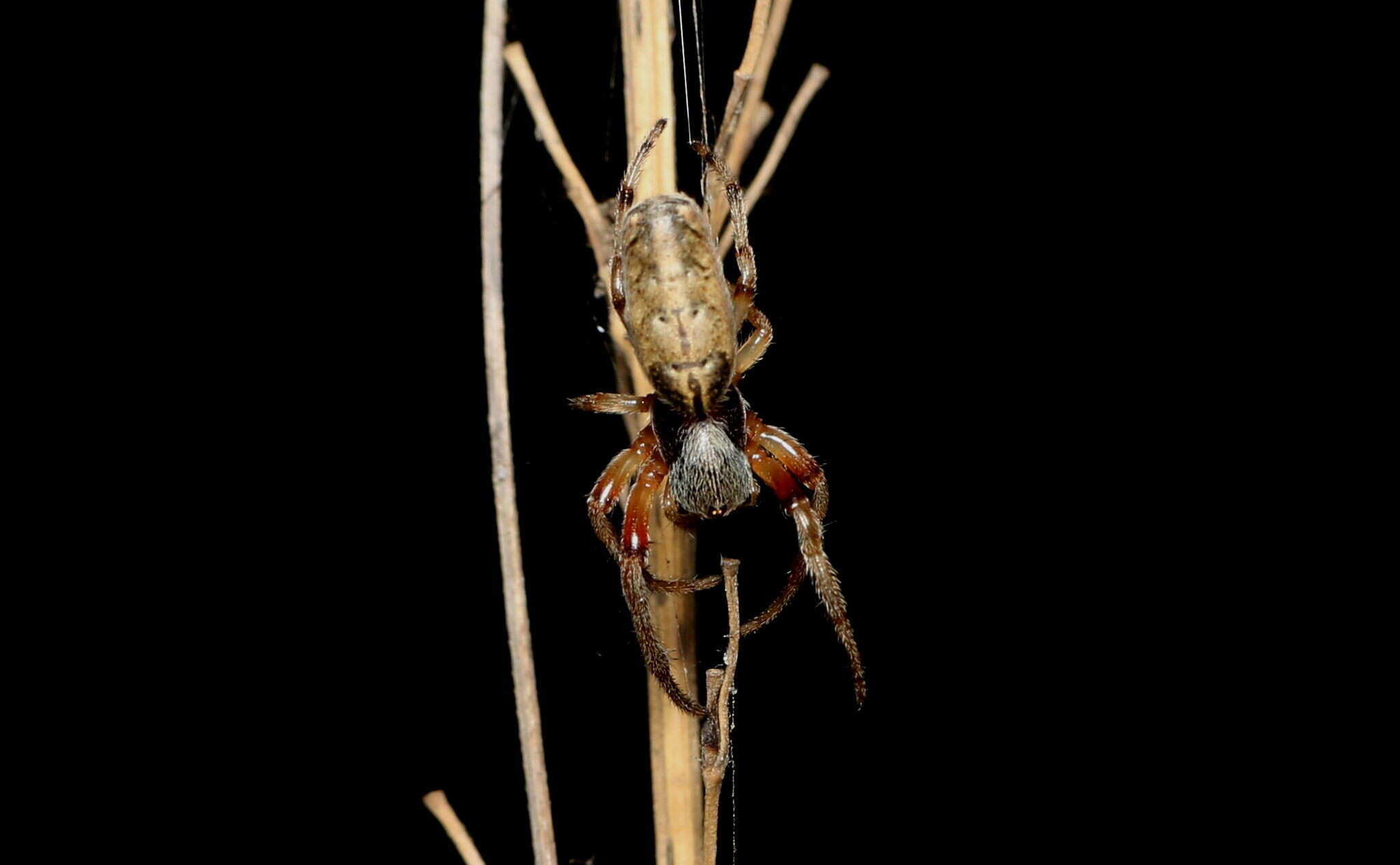 Image of Araneus tubabdominus Zhu & Zhang 1993