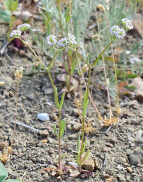 صورة Valerianella pumila (L.) DC.