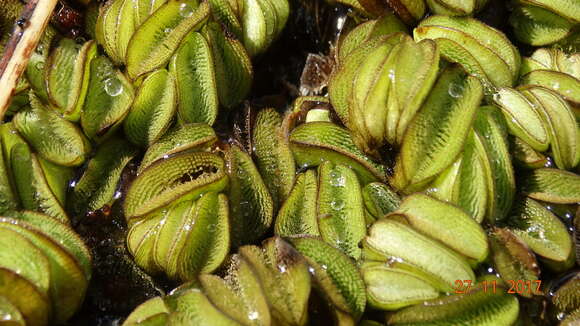 Image of eared watermoss