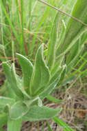 Слика од Helichrysum auriceps O. M. Hilliard