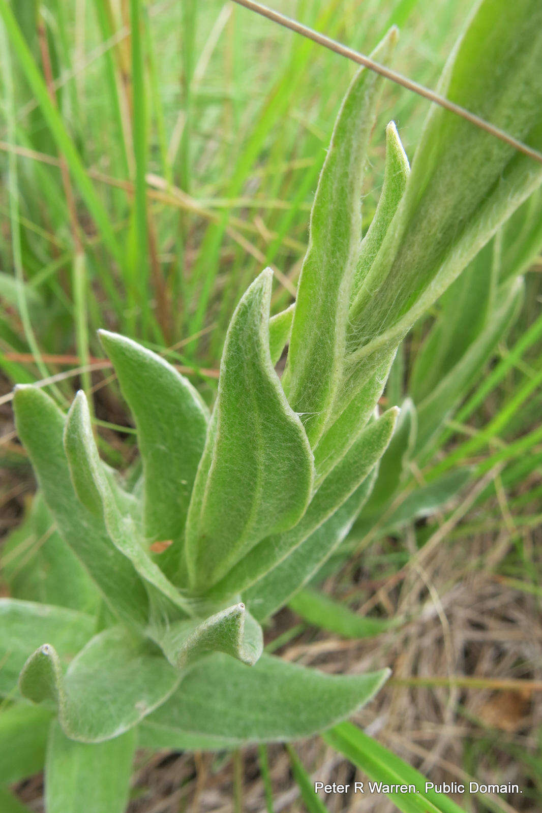 Слика од Helichrysum auriceps O. M. Hilliard