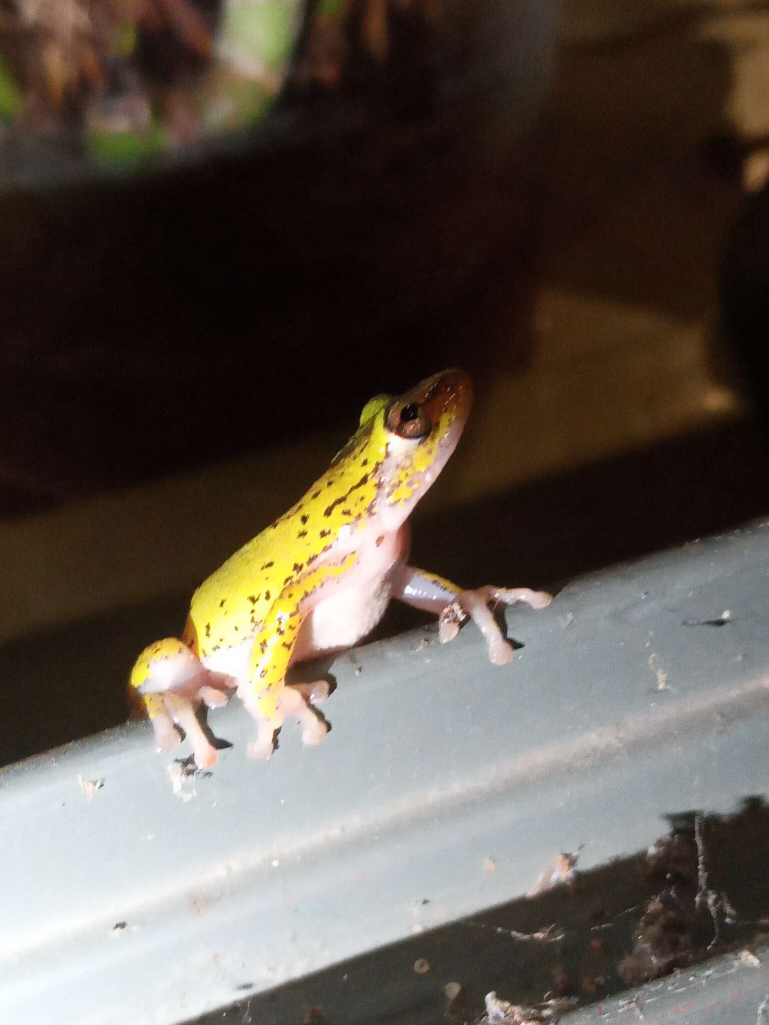 Image of Kivu Reed Frog