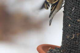 Image of Spinus tristis tristis (Linnaeus 1758)