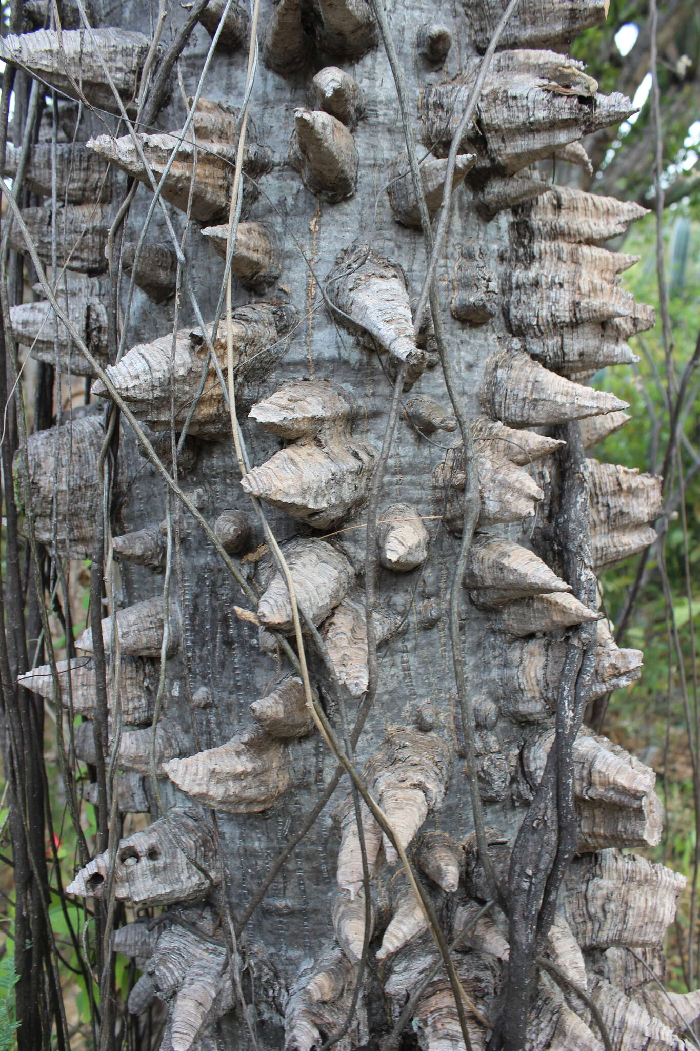 Image of Ceiba aesculifolia subsp. parvifolia (Rose) P. E. Gibbs & Semir