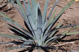 Image of tequila agave