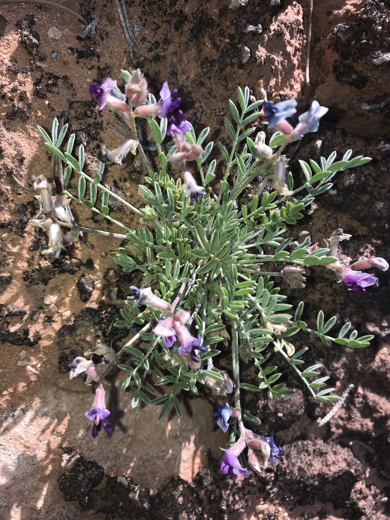 Image of rimrock milkvetch