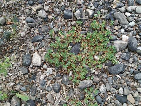 Слика од Trifolium eximium DC.