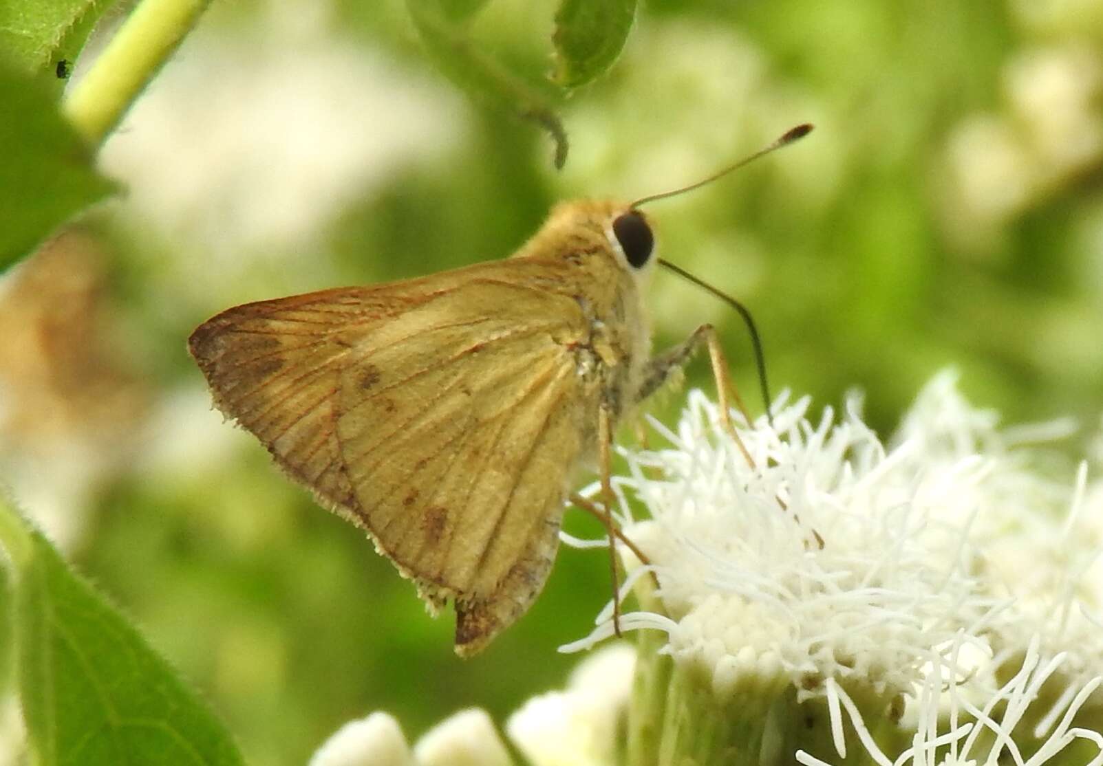 Image of Polites vibex praeceps Scudder 1872