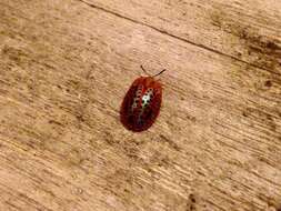 Image of Tortoise beetle