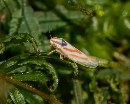 Image of Erythridula noeva (Gillette 1898)