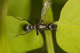 Image of Myrmecothea