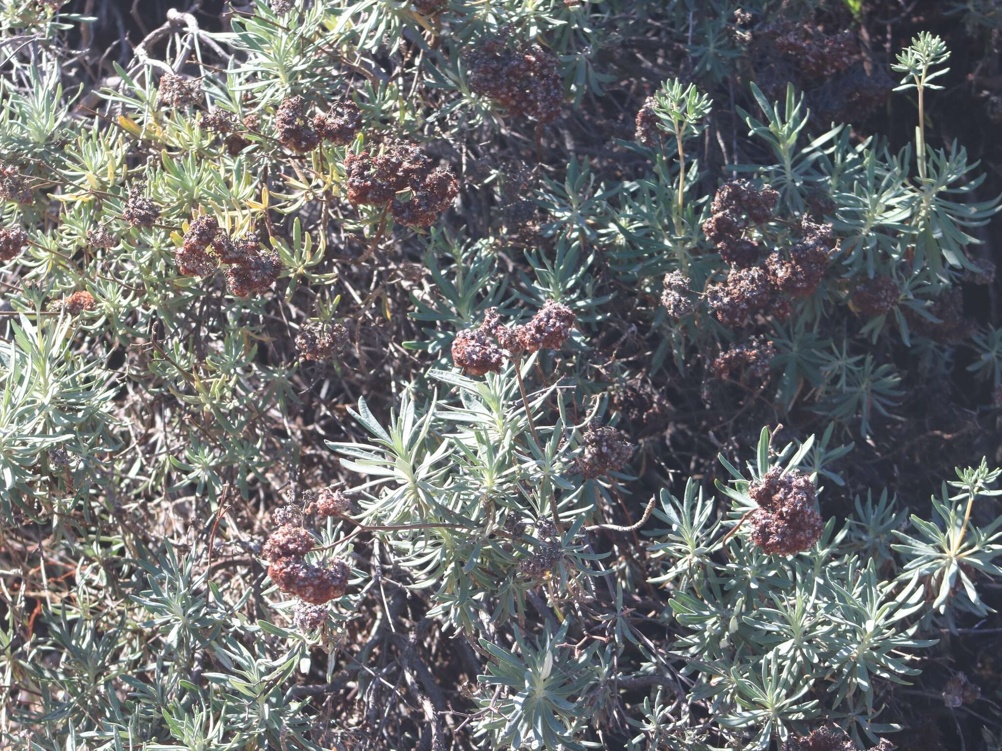 Image of Santa Cruz Island buckwheat