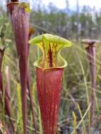 Image of <i>Sarracenia flava</i> var. <i>rubricorpora</i>