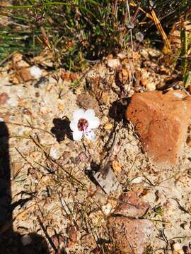 Image of Geissorhiza tulbaghensis F. Bolus