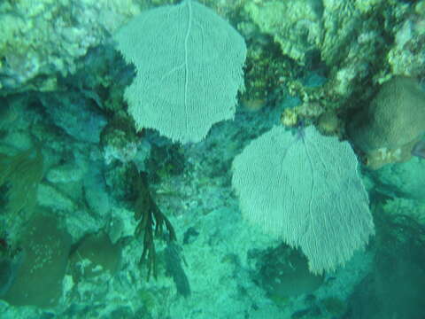 Image of Caribbean sea fan