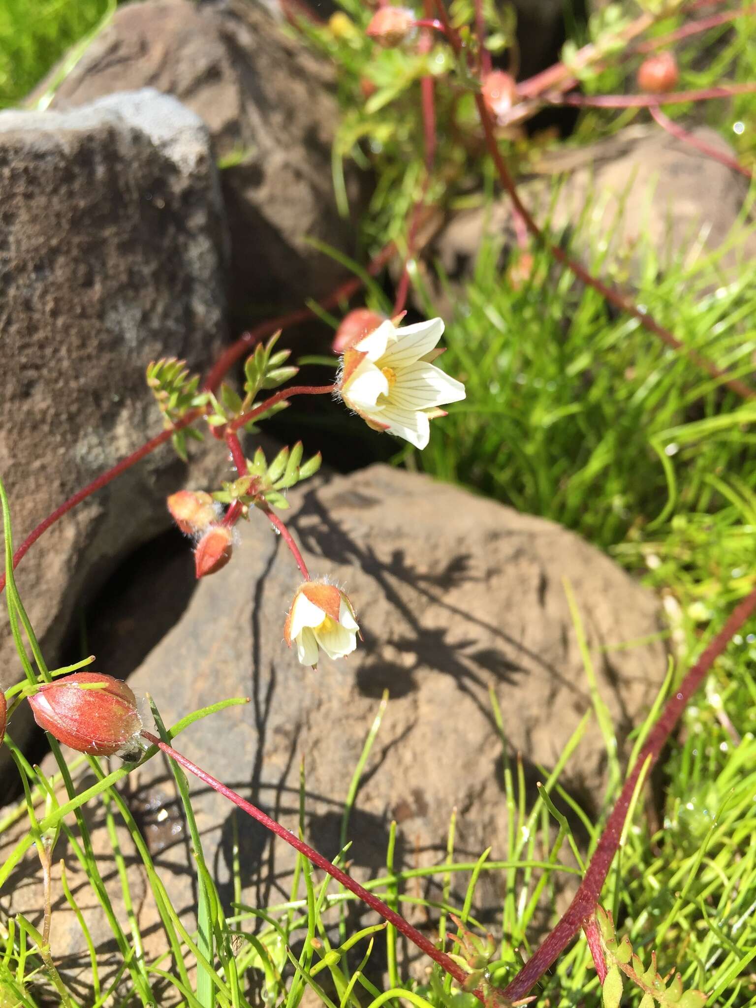 Limnanthes floccosa subsp. californica Arroyo的图像