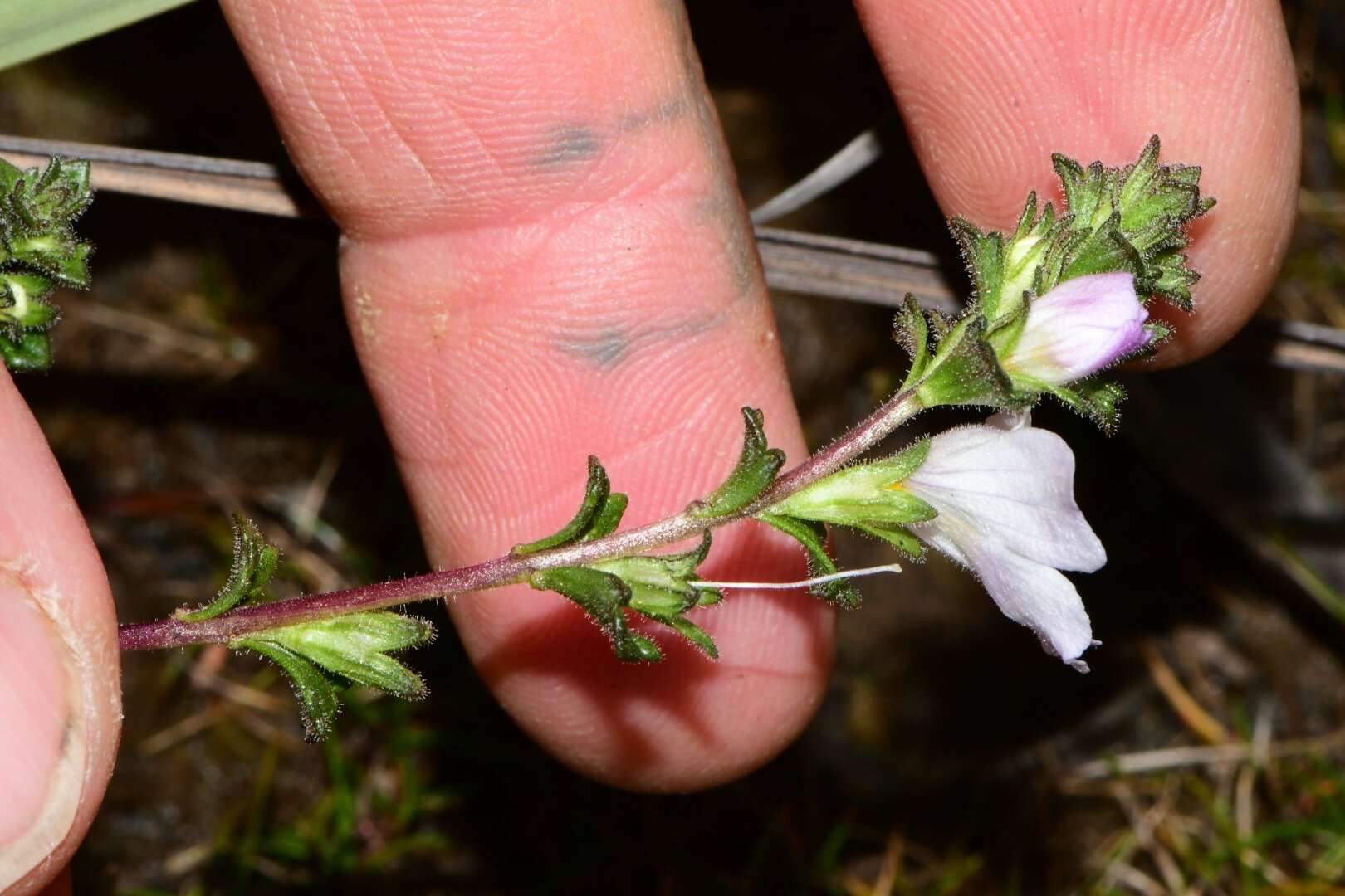 Image of Euphrasia amplidens W. R. Barker