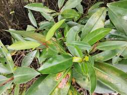 Image of mangrove