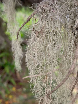 Image of Angel's hair