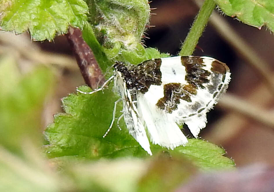 Image of Western White-Ribboned Carpet