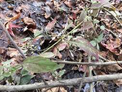 Image of Trailing Yellow-Loosestrife