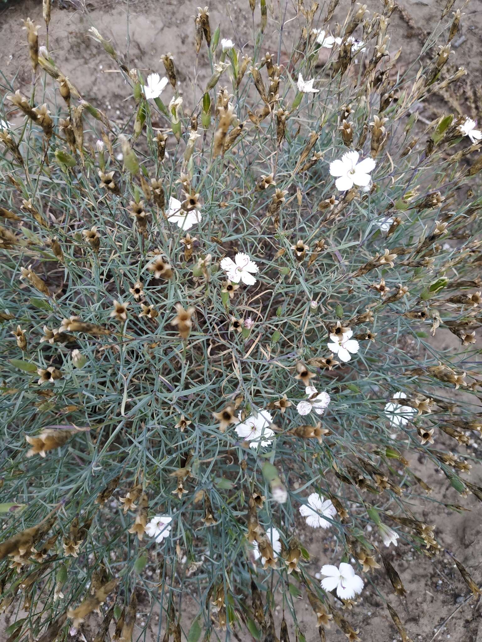 Image of Dianthus ramosissimus Pall. ex Poir.