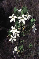 Image of Anthocercis viscosa R. Br.