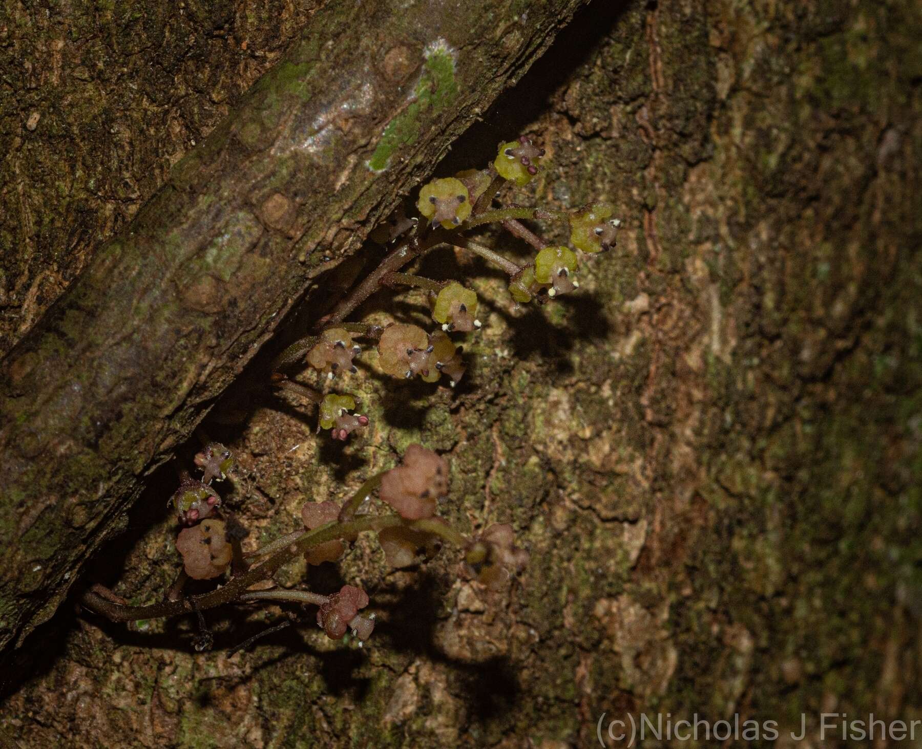 Imagem de Sarcopetalum harveyanum F. Müll.