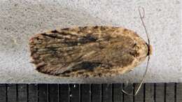 Image de Agonopterix pulvipennella Clemens 1864