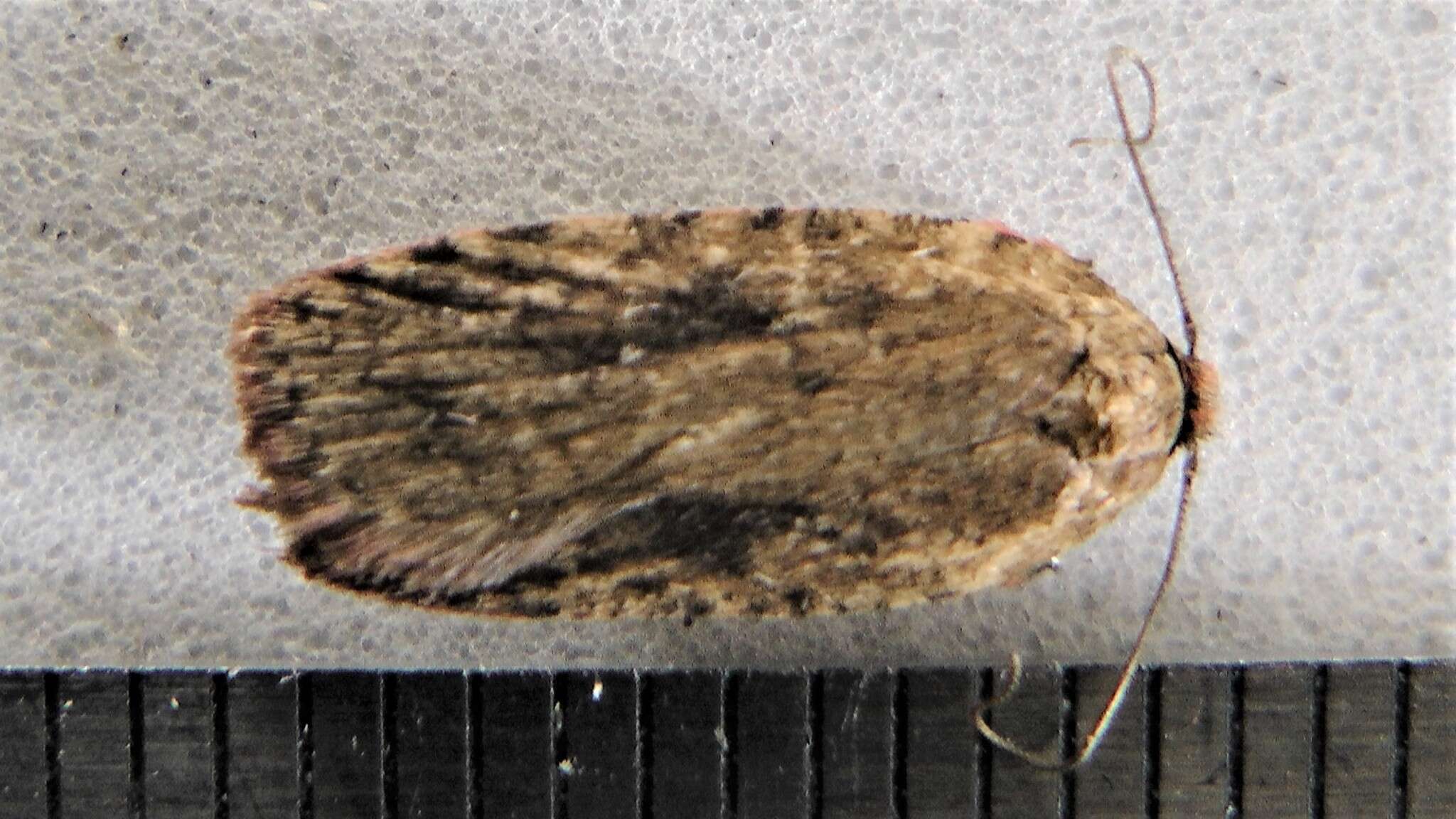 Image de Agonopterix pulvipennella Clemens 1864