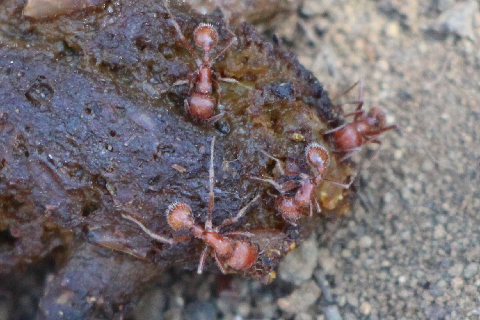 Plancia ëd Pogonomyrmex subnitidus Emery 1895