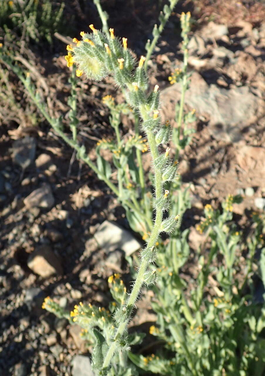 Plancia ëd Amsinckia menziesii var. menziesii