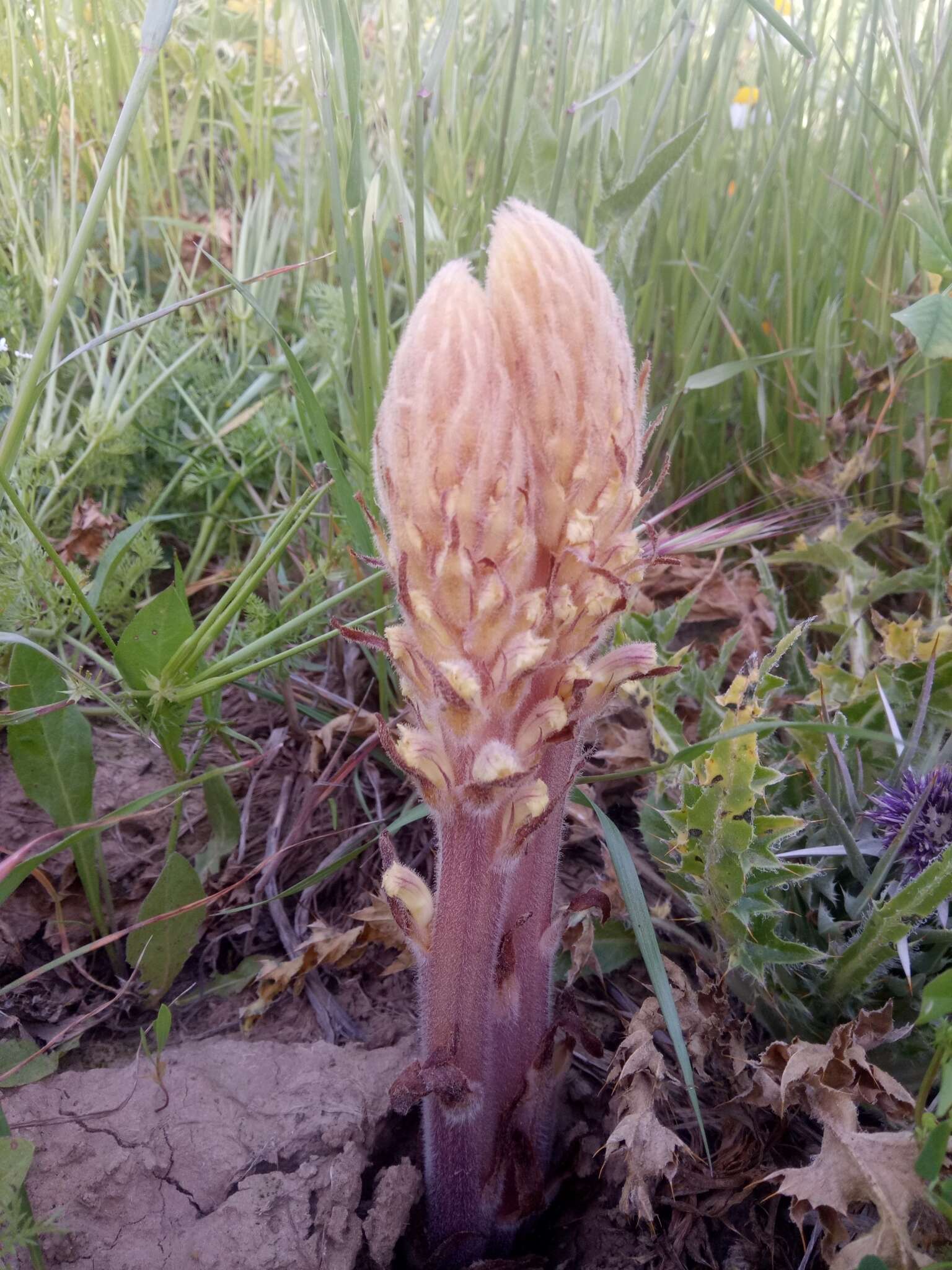 Image of Orobanche amethystea Thuill.