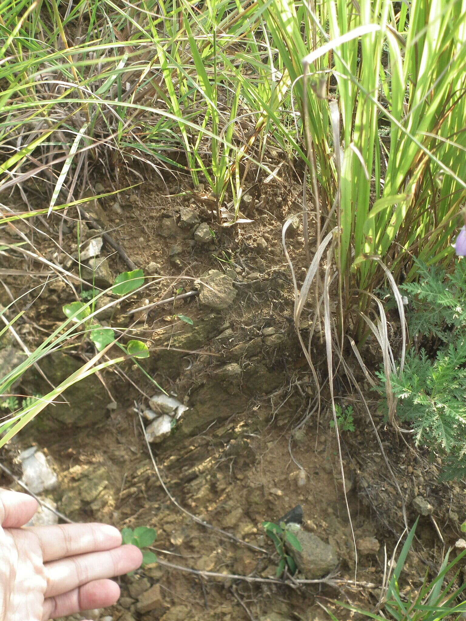 Image of Crotalaria sessiliflora L.