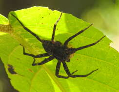 Image of Dolomedes mankorlod Raven & Hebron 2018