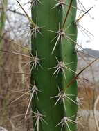 Image of Praecereus euchlorus subsp. diffusus (Britton & Rose) N. P. Taylor