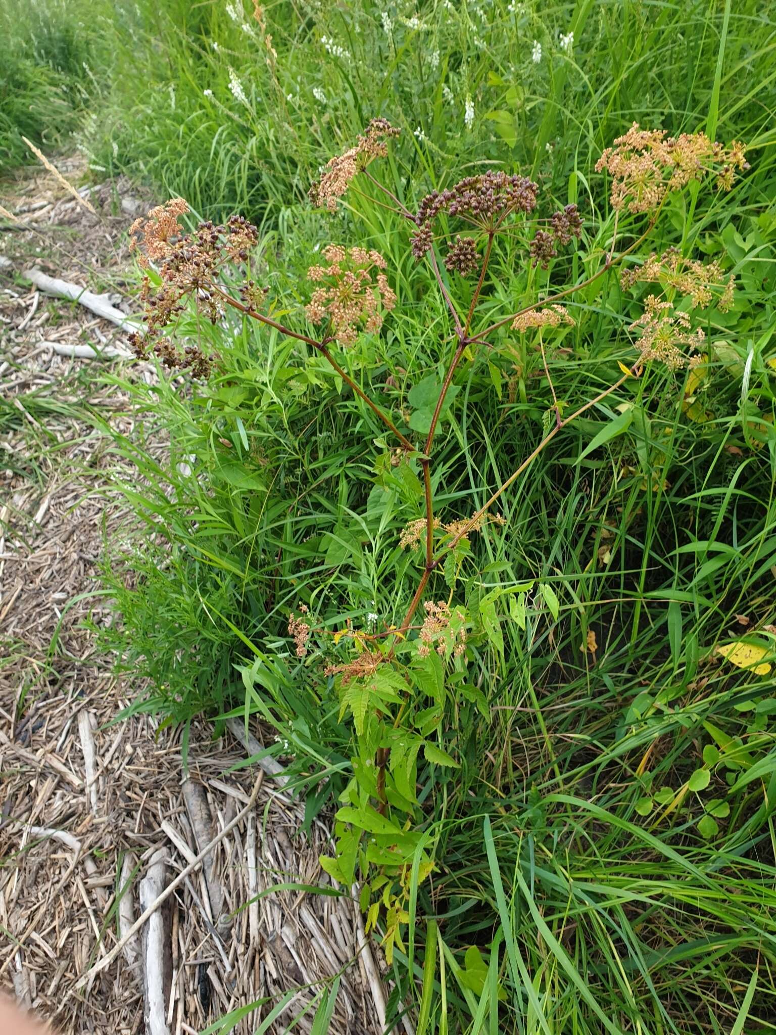 Imagem de Cicuta maculata var. victorinii (Fern.) B. Boivin