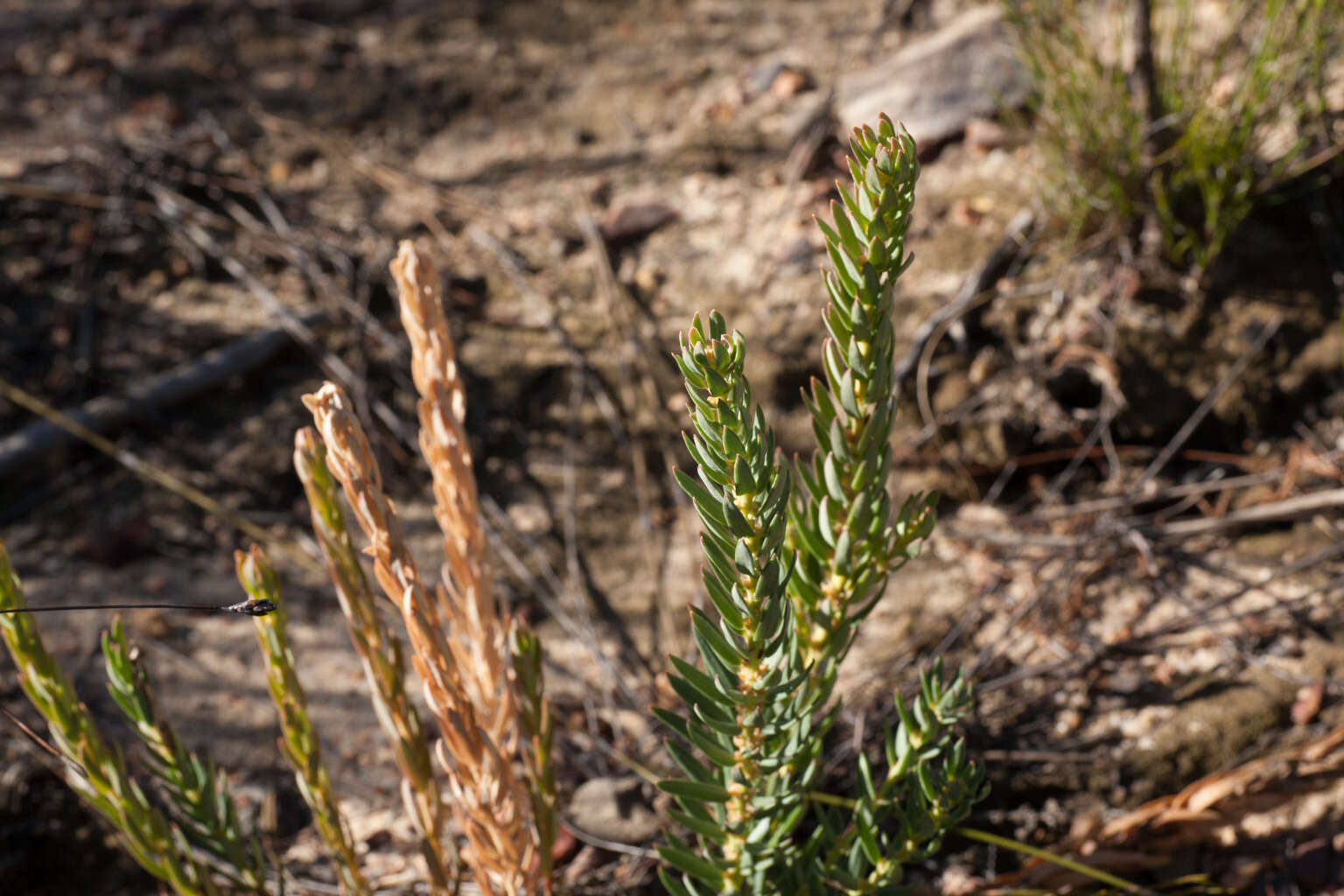 Image of Clutia polygonoides L.